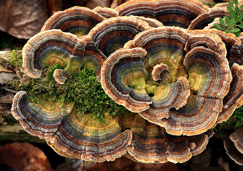 Trametes versicolor