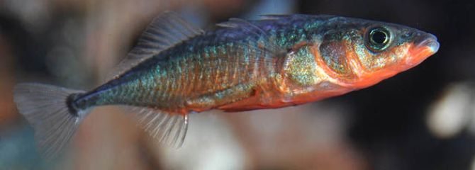 Gasterosteus aculeatus