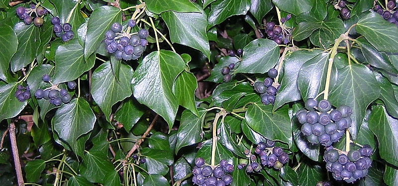 Hedera hibernica