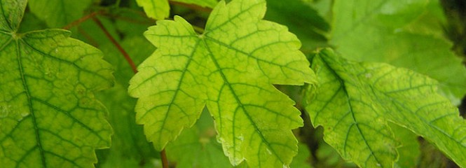 Acer pseudoplatanus