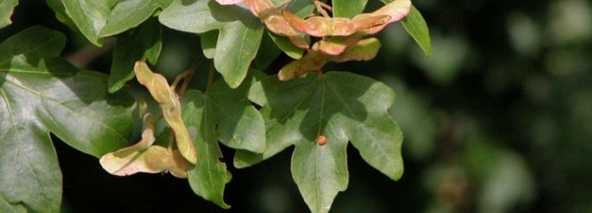 Acer campestre