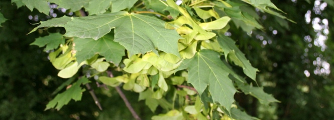 Acer platanoides