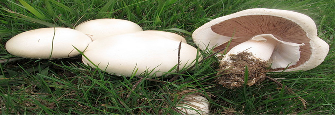 Agaricus arvensis