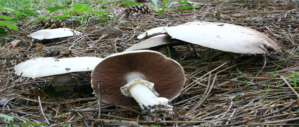 Agaricus sylvicola