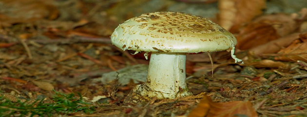 Amanita citrina