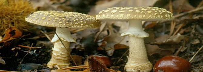 Amanita franchetii