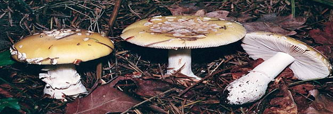 Amanita gemmata