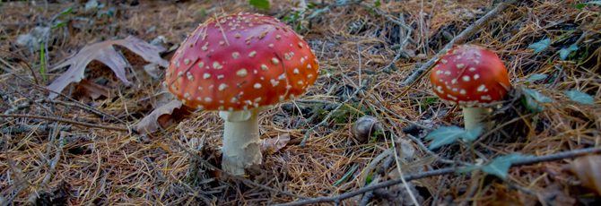 Amanita muscaria