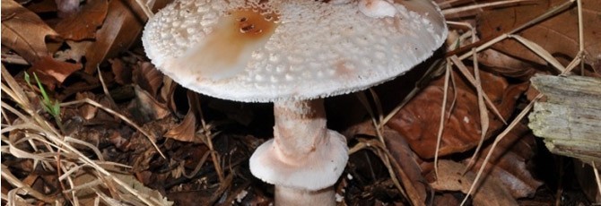 Amanita rubescens