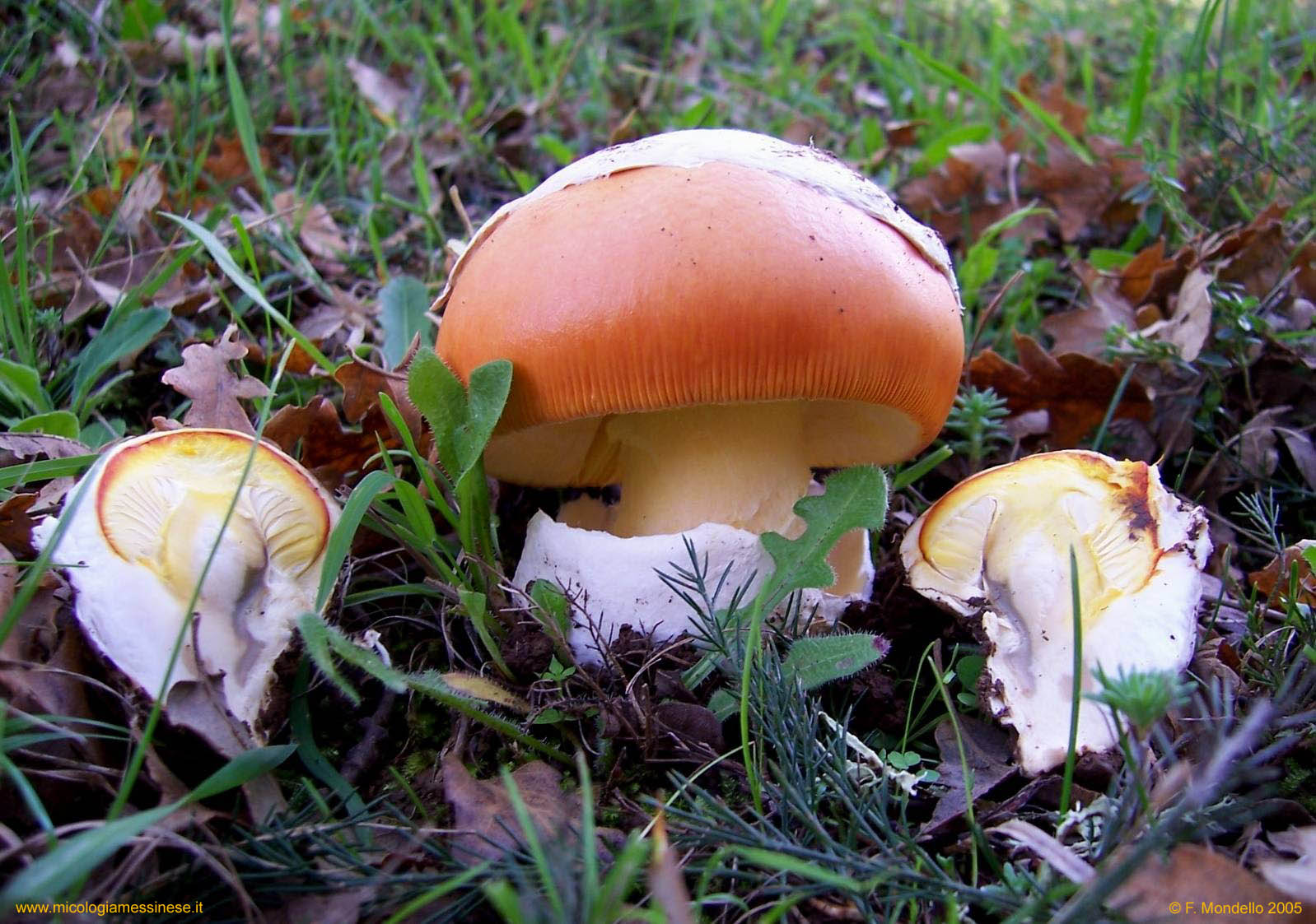Amanita caesarea