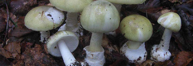 Amanita phalloides
