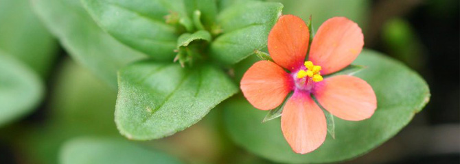 Anagallis arvensis