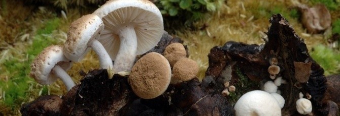 Asterophora lycoperdoides