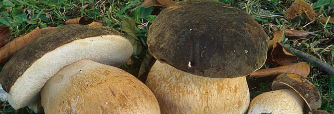 Boletus aereus