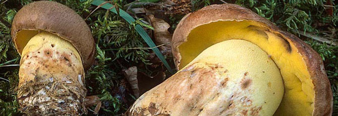 Boletus appendiculatus