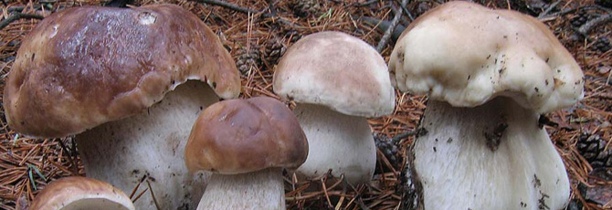 Boletus edulis