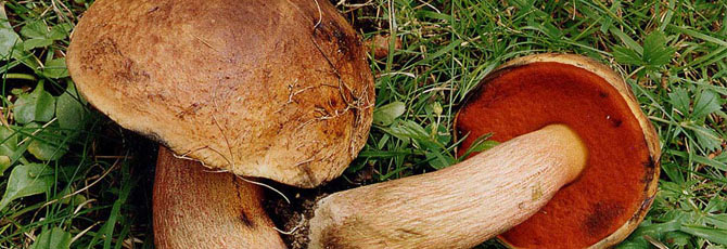 Boletus erythropus