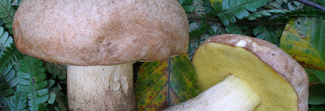 Boletus impolitus