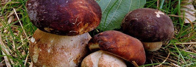 Boletus pinophilus