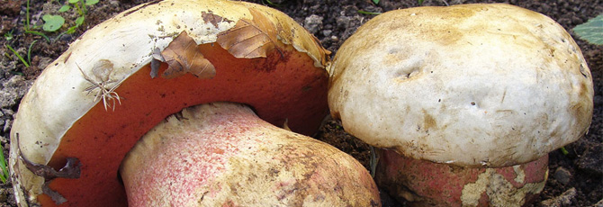 Boletus satanas