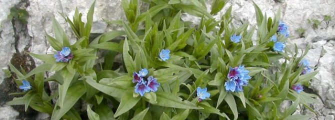 Buglossoides gastonii