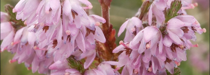 Calluna vulgaris