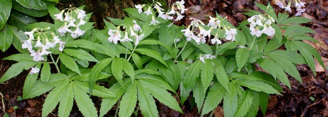 Cardamine heptaphylla