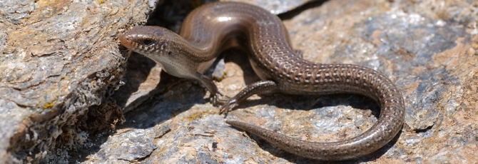 Chalcides bedriagai