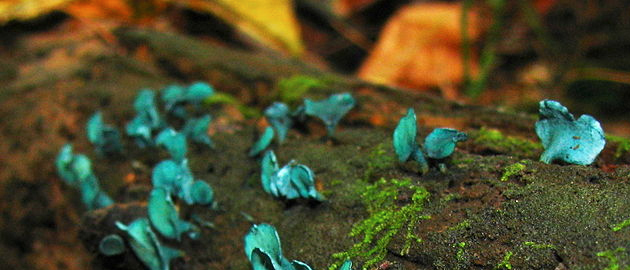 Chlorociboria aeruginascens