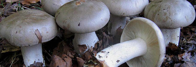 Clitocybe nebularis