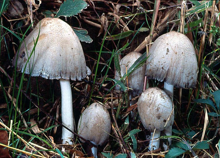 Coprinopsis atramentaria