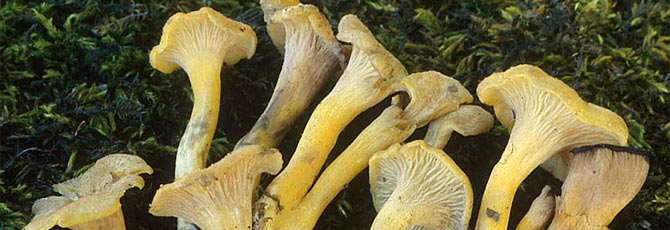 Craterellus lutescens