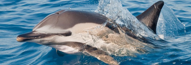 Delphinus delphis
