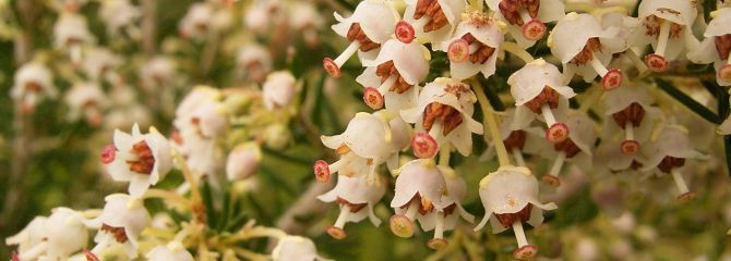 Erica arborea