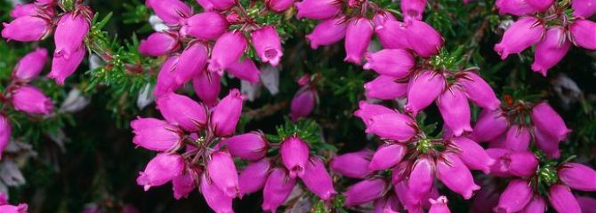 Erica cinerea