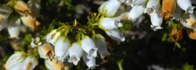 Erica lusitanica