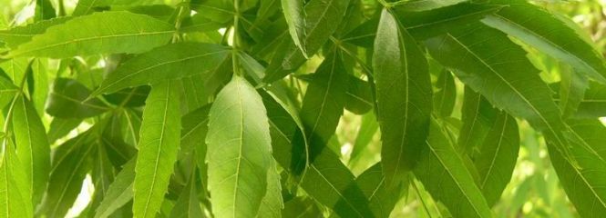 Fraxinus angustifolia