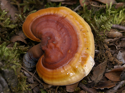 Ganoderma lucidum