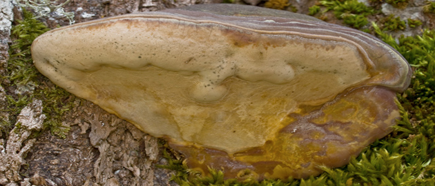 Ganoderma pfeifferi
