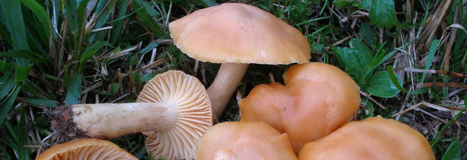 Hygrocybe pratensis
