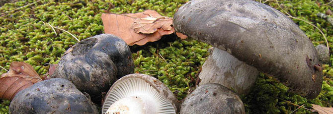 Hygrophorus marzuolus
