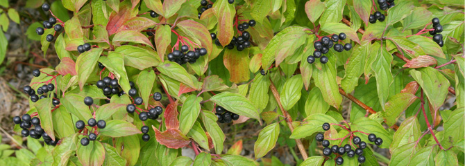 Cornus sanguinea