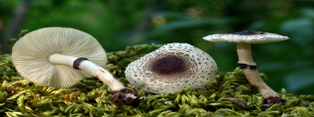 Lepiota lilacea
