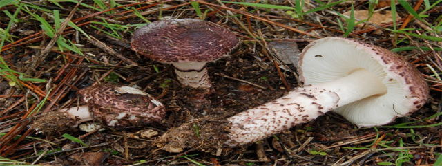 Lepiota brunneolilacea