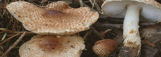 Lepiota helveola