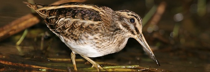 Lymnocryptes minimus