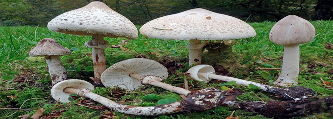 Macrolepiota mastoidea