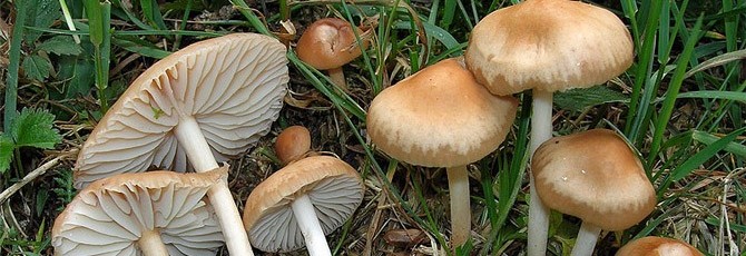 Marasmius oreades
