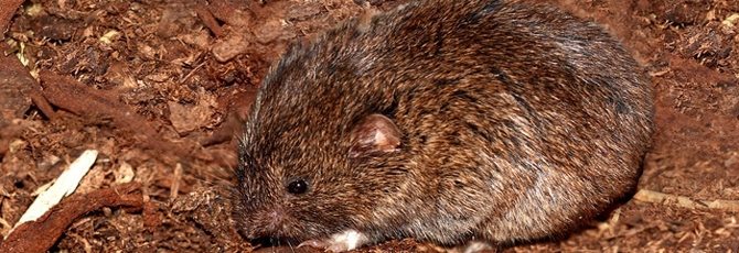 Microtus cabrerae