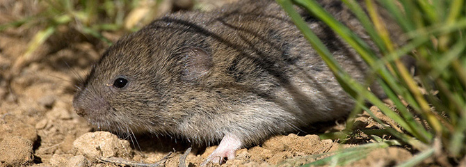 Microtus duodecimcostatus